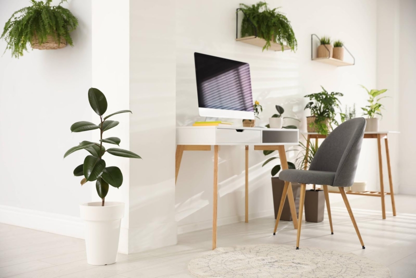 home office, desk, computer, and plant in a workspace