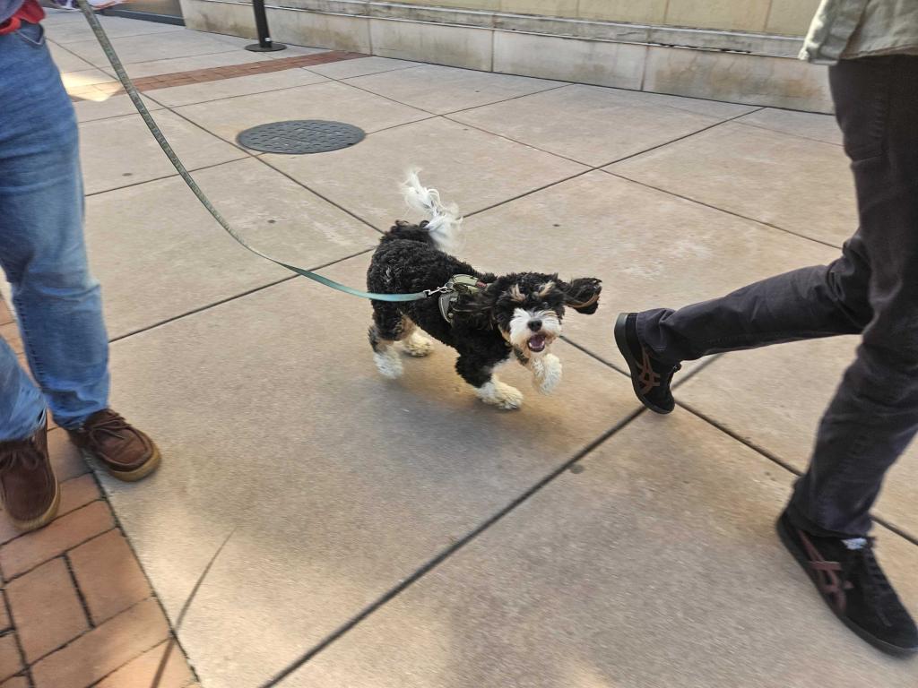 Bruce the dog, he'll never bring you down